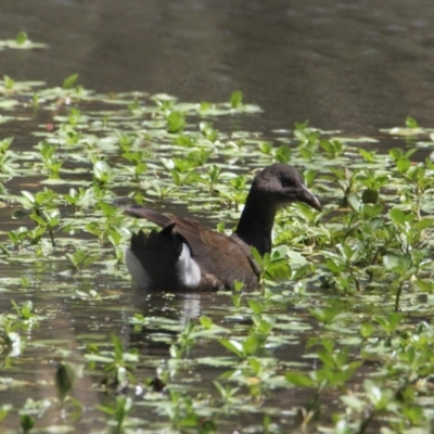 Gallinula tenebrosa (Dusky Moorhen) at East Albury, NSW - 6 Feb 2021 by PaulF