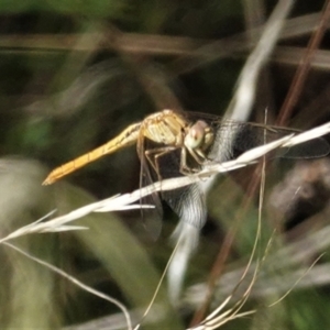 Diplacodes sp. (genus) at Deakin, ACT - 6 Feb 2021 05:00 PM