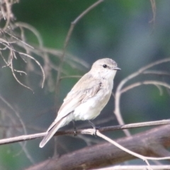 Microeca fascinans (Jacky Winter) at Broulee, NSW - 3 Feb 2021 by LisaH