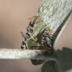 Myrmecia sp., pilosula-group (Jack jumper) at Scullin, ACT - 13 Nov 2020 by AlisonMilton