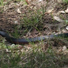 Pseudechis porphyriacus (Red-bellied Black Snake) at East Albury, NSW - 6 Feb 2021 by PaulF