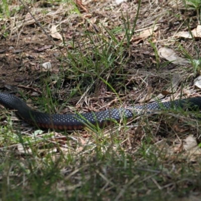 Pseudechis porphyriacus (Red-bellied Black Snake) at East Albury, NSW - 6 Feb 2021 by PaulF