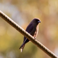 Artamus cyanopterus (Dusky Woodswallow) at Broulee, NSW - 2 Feb 2021 by LisaH