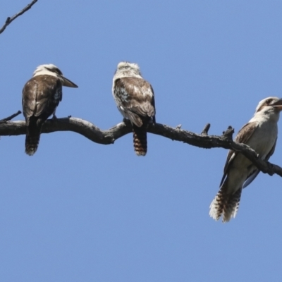 Dacelo novaeguineae (Laughing Kookaburra) at Acton, ACT - 9 Nov 2020 by AlisonMilton