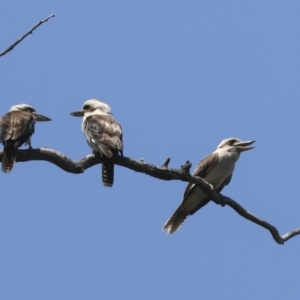 Dacelo novaeguineae at Acton, ACT - 10 Nov 2020