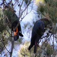 Calyptorhynchus lathami (Glossy Black-Cockatoo) at Moruya, NSW - 2 Feb 2021 by LisaH