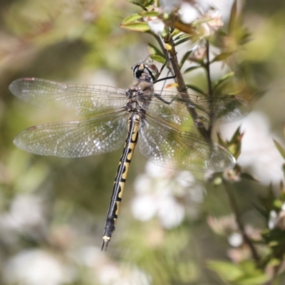 Hemicordulia tau (Tau Emerald) at ANBG - 9 Nov 2020 by AlisonMilton