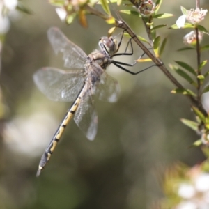 Hemicordulia tau at Acton, ACT - 10 Nov 2020