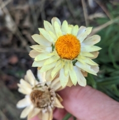 Xerochrysum bracteatum (Golden Everlasting) at Deakin, ACT - 6 Feb 2021 by JackyF