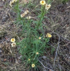 Xerochrysum bracteatum at Deakin, ACT - 6 Feb 2021