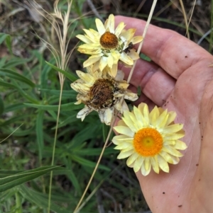 Xerochrysum bracteatum at Deakin, ACT - 6 Feb 2021