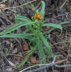 Xerochrysum bracteatum at Deakin, ACT - 6 Feb 2021