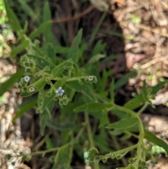 Cynoglossum australe at Hughes, ACT - 6 Feb 2021