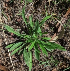 Cynoglossum australe at Hughes, ACT - 6 Feb 2021