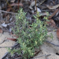 Hibbertia obtusifolia (Grey Guinea-flower) at Moruya, NSW - 3 Feb 2021 by LisaH