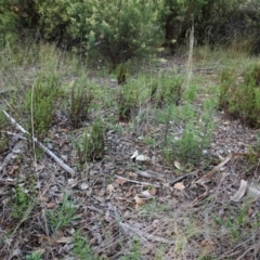 Cheilanthes sieberi at Hughes, ACT - 6 Feb 2021