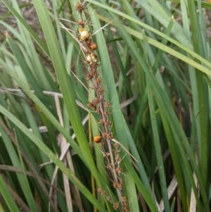 Lomandra longifolia at Hughes, ACT - 6 Feb 2021