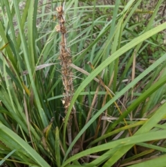 Lomandra longifolia at Hughes, ACT - 6 Feb 2021