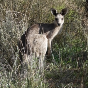 Macropus giganteus at Deakin, ACT - 6 Feb 2021 05:33 PM