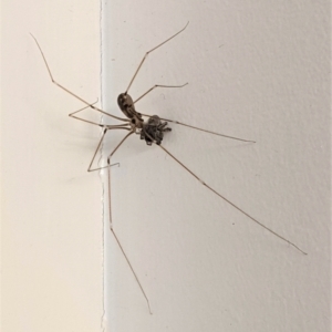 Pholcus phalangioides at Hughes, ACT - 6 Feb 2021