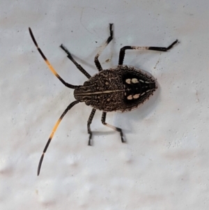 Pentatomidae (family) at Hughes, ACT - 6 Feb 2021