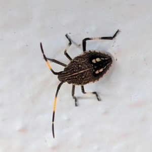 Pentatomidae (family) at Hughes, ACT - 6 Feb 2021