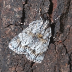 Spectrotrota fimbrialis (A Pyralid moth) at Woodstock Nature Reserve - 3 Feb 2021 by Harrisi