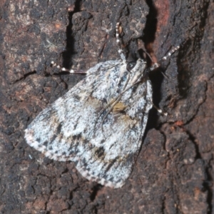 Spectrotrota fimbrialis at Holt, ACT - 3 Feb 2021 12:50 PM