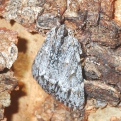 Spectrotrota fimbrialis at Holt, ACT - 3 Feb 2021 12:50 PM