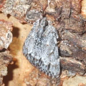 Spectrotrota fimbrialis at Holt, ACT - 3 Feb 2021 12:50 PM