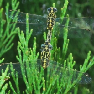 Austrogomphus cornutus at Holt, ACT - 3 Feb 2021