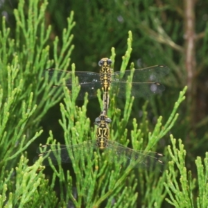 Austrogomphus cornutus at Holt, ACT - 3 Feb 2021