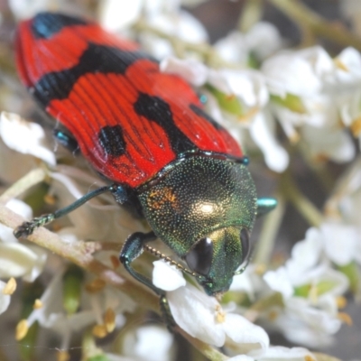 Castiarina delectabilis (A jewel beetle) at Wallaroo, NSW - 5 Feb 2021 by Harrisi