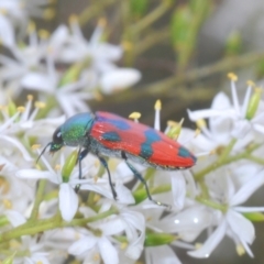 Castiarina delectabilis at suppressed - 5 Feb 2021