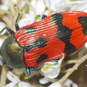 Castiarina delectabilis at suppressed - 5 Feb 2021