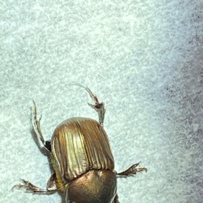 Onitis sp. (genus) (Onitis dung beetle) at Majura, ACT - 7 Feb 2021 by FeralGhostbat