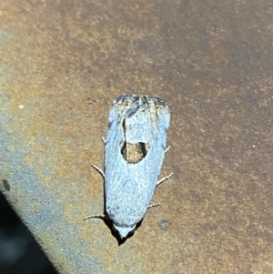 Armactica conchidia at Majura, ACT - 7 Feb 2021 04:53 AM