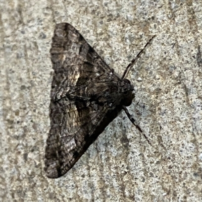 Gastrinodes argoplaca (Cryptic Bark Moth) at Majura, ACT - 6 Feb 2021 by Ghostbat