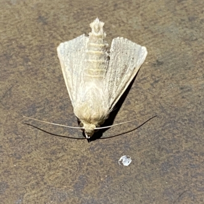 Bathytricha truncata (Sugarcane Stem Borer, Maned Moth) at Majura, ACT - 6 Feb 2021 by Ghostbat