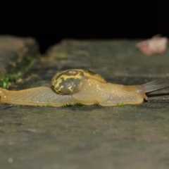 Mysticarion porrectus (Golden Semi-slug) at Acton, ACT - 5 Feb 2021 by TimL