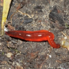 Argonemertes hillii (Hill's nemertean) at Acton, ACT - 5 Feb 2021 by TimL