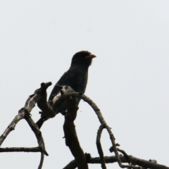 Eurystomus orientalis (Dollarbird) at  - 6 Feb 2021 by PaulF