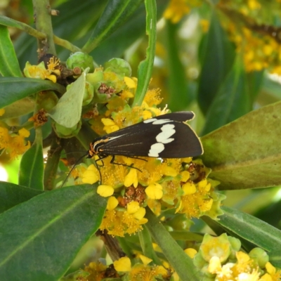 Nyctemera amicus (Senecio Moth, Magpie Moth, Cineraria Moth) at Kambah, ACT - 6 Feb 2021 by MatthewFrawley