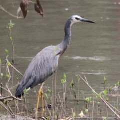 Egretta novaehollandiae (White-faced Heron) at East Albury, NSW - 6 Feb 2021 by PaulF