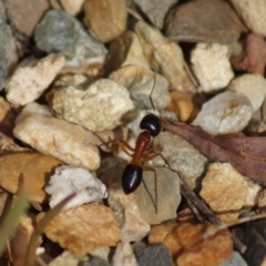 Camponotus consobrinus (Banded sugar ant) at Acton, ACT - 7 Mar 2018 by Tammy