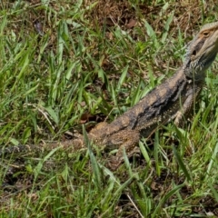 Pogona barbata (Eastern Bearded Dragon) at Googong, NSW - 6 Feb 2021 by WHall