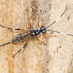 Xanthocryptus novozealandicus at Googong, NSW - 6 Feb 2021 01:44 PM