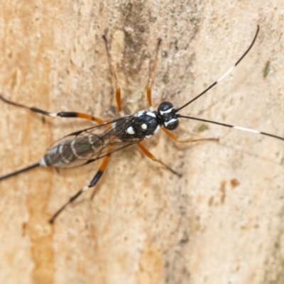 Xanthocryptus novozealandicus (Lemon tree borer parasite wasp) at Googong, NSW - 6 Feb 2021 by WHall