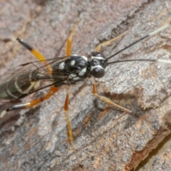 Xanthocryptus novozealandicus at Googong, NSW - 6 Feb 2021