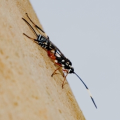 Xanthocryptus novozealandicus at Googong, NSW - 6 Feb 2021